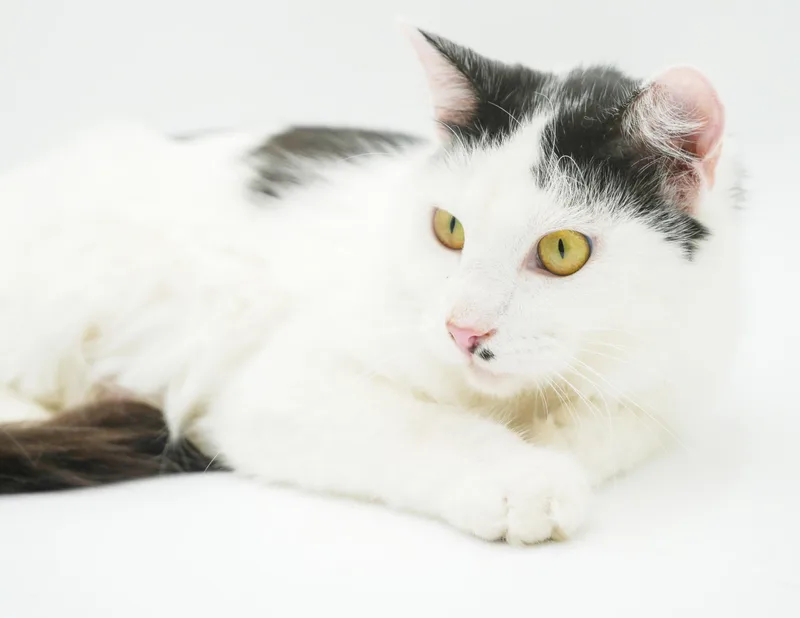 A young medium-sized female Black Turkish Van cat named Cedar is a smushy for adoption in Bedford Hills, NY
