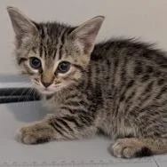 A young medium-sized male Domestic Short Hair cat named Steel for adoption in Hattiesburg, MS