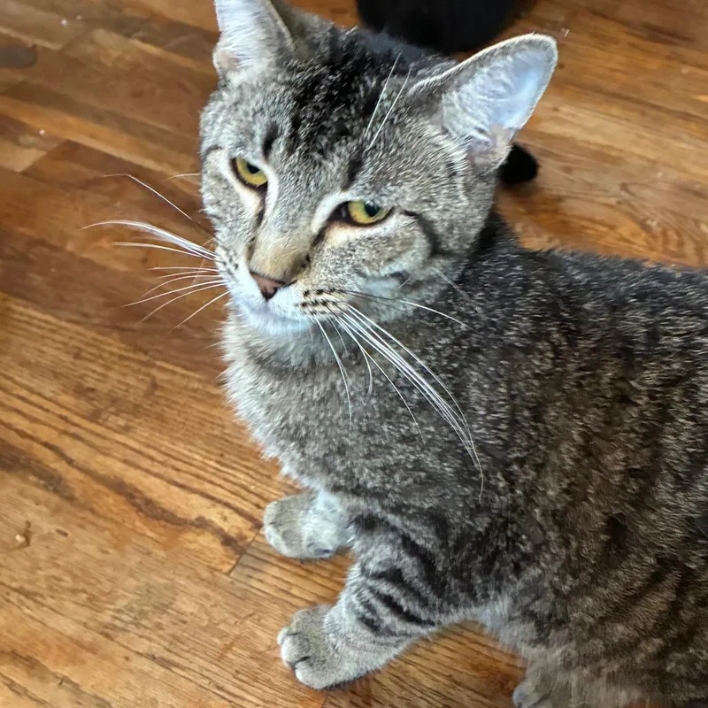 A young medium-sized male Gray / Blue / Silver Domestic Short Hair cat named Mikey for adoption in Henderson, KY