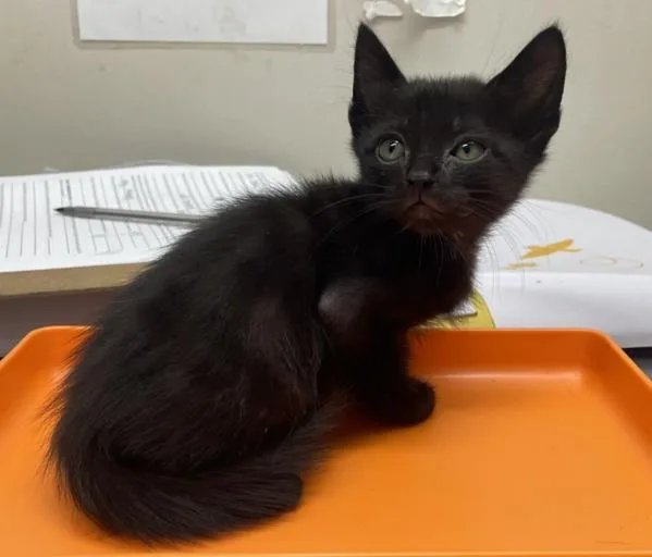 A baby small-sized male Domestic Short Hair cat named Lucky for adoption in El Cajon, CA
