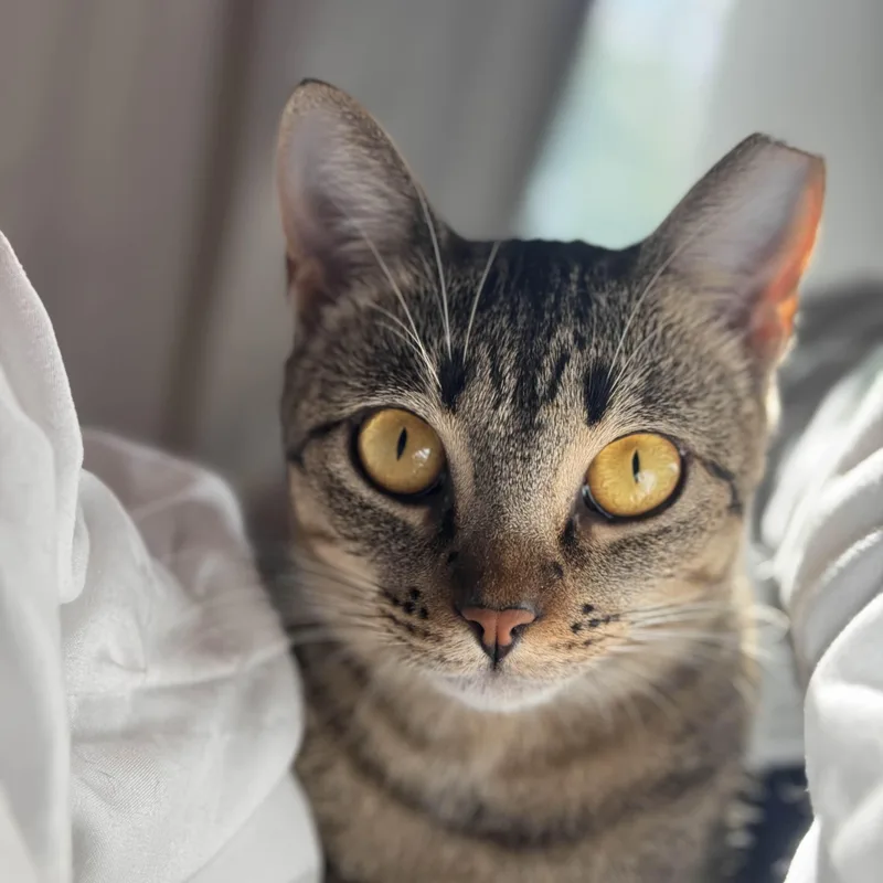 An adult medium-sized female Tabby (Brown / Chocolate) Domestic Short Hair cat named Earl Gray for adoption in Pearland, TX