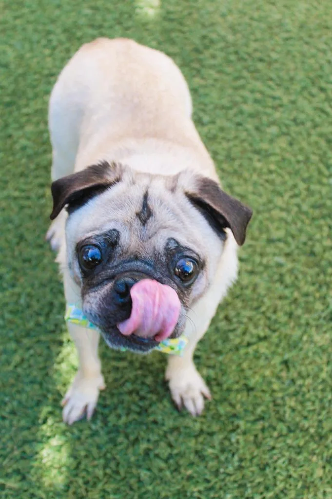 Champion Blue thumbnail 3