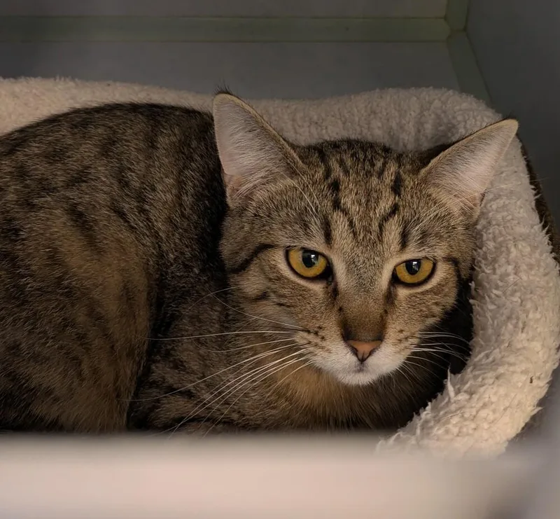 A young medium-sized male Brown / Chocolate Domestic Short Hair cat named Reaper for adoption in Papillion, NE