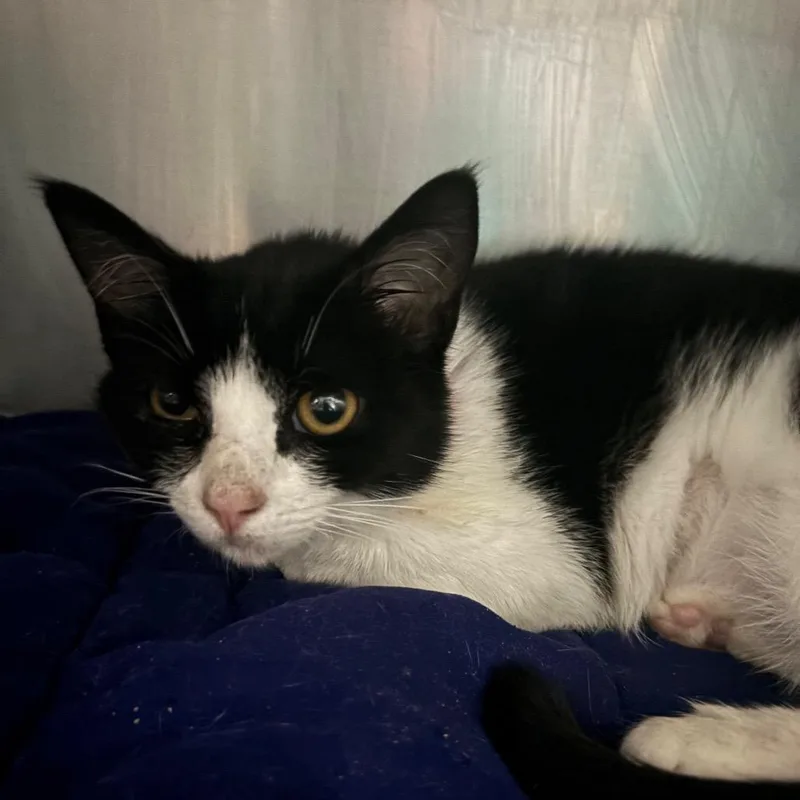 A young medium-sized female Black Domestic Short Hair cat named Pixi for adoption in Lakeland, FL