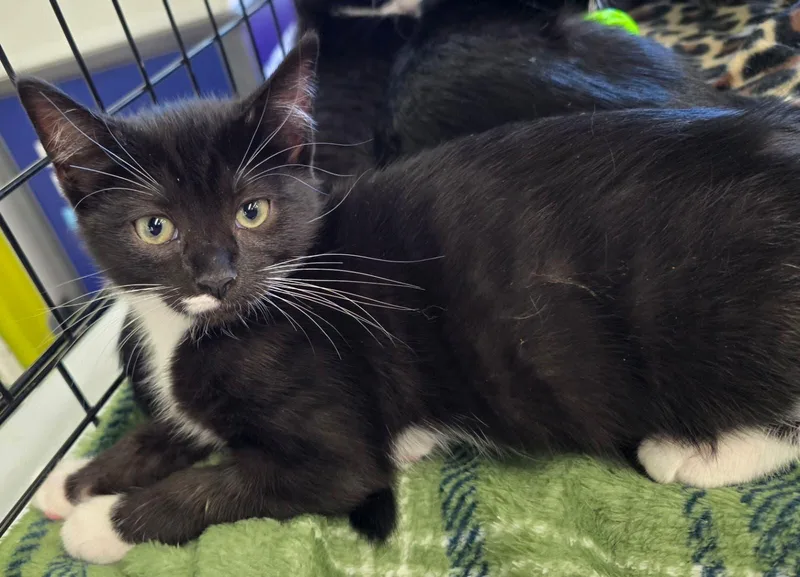 A baby medium-sized male Black & White / Tuxedo Domestic Short Hair cat named Cirie for adoption in Nottingham, MD