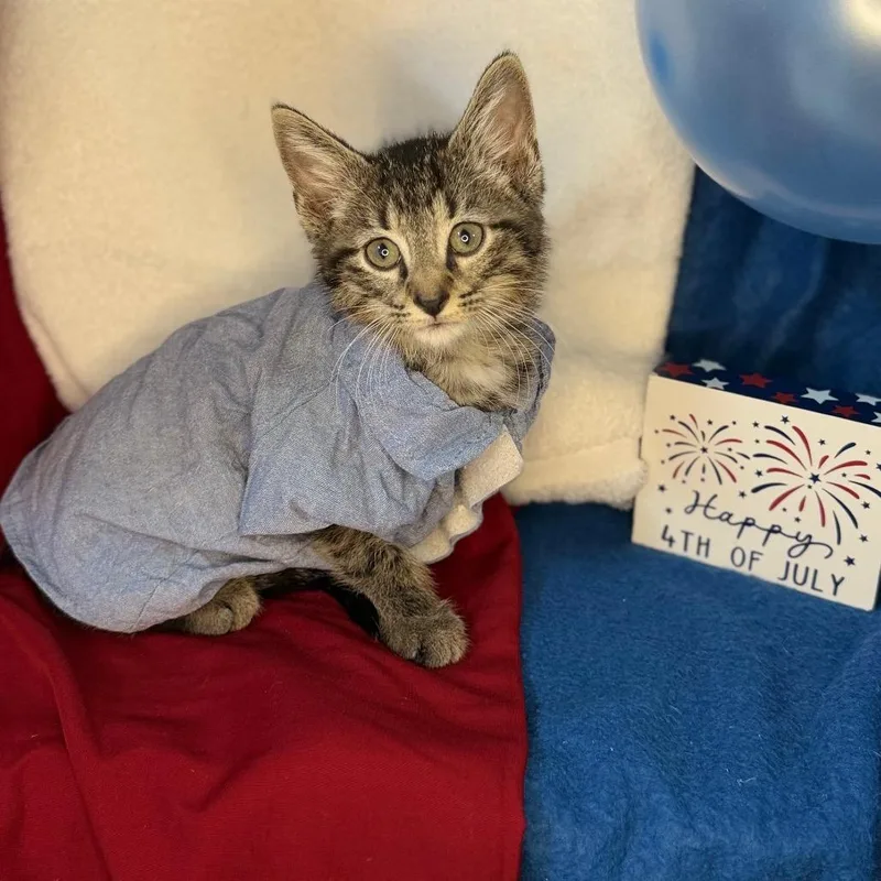 A baby small-sized male Brown / Chocolate Domestic Short Hair cat named O'Malley for adoption in Mount Vernon, IL