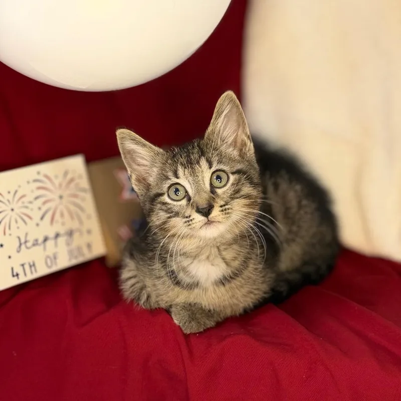 O'Malley thumbnail 2