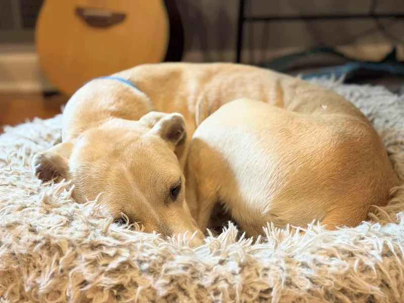 Princess Donut thumbnail 3