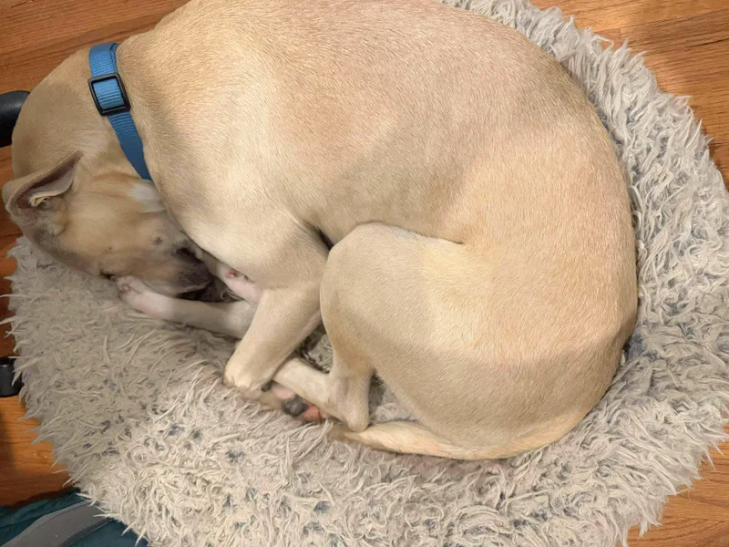 Princess Donut thumbnail 4