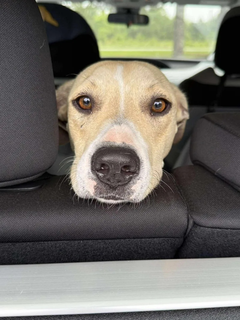 Princess Donut thumbnail 6