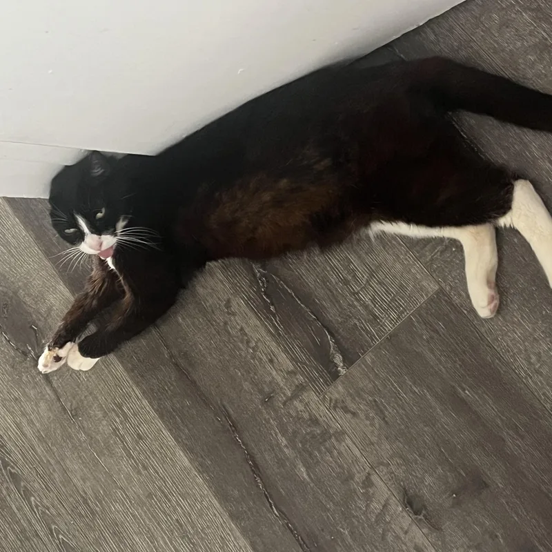 A senior large-sized male Black & White / Tuxedo Domestic Short Hair cat named Joey for adoption in Santa Ana, CA