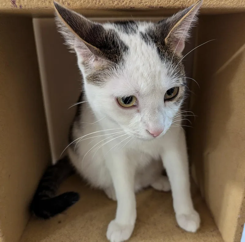 A young medium-sized male Domestic Short Hair cat named Maxc for adoption in Greenville, DE