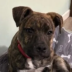 Bailey Spirits  Local