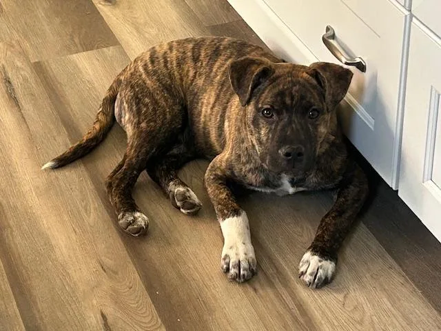 Bailey Spirits  Local thumbnail 6