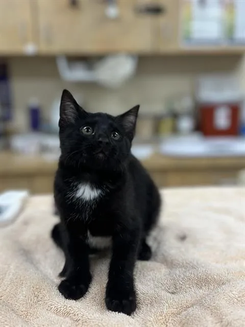 A baby small-sized female Domestic Short Hair cat named Sierra for adoption in Aliquippa, PA
