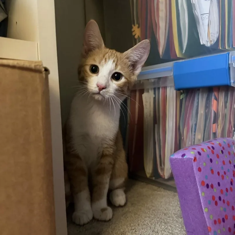 A baby small-sized male Orange / Red Domestic Short Hair cat named Timor for adoption in Delaware, OH