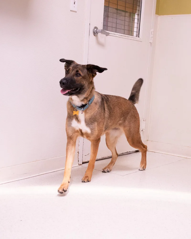 A young large-sized female Belgian Shepherd / Malinois dog named Lady for adoption in Cincinnati, OH