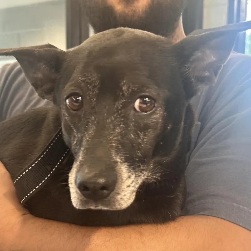 An adult small-sized male Black Mixed Breed dog named Frederick for adoption in Allentown, PA