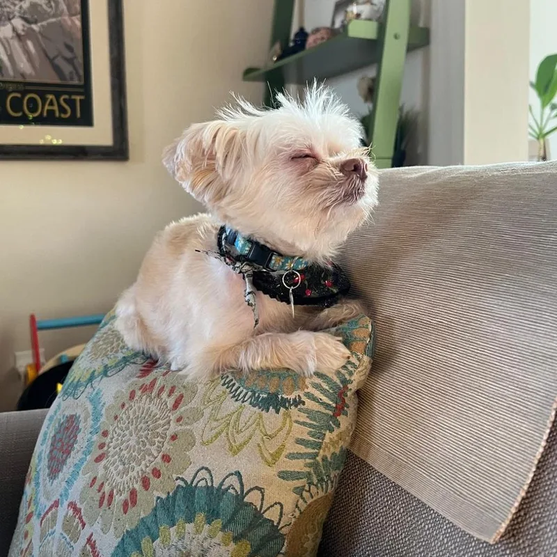 A senior small-sized female Yellow / Tan / Blond / Fawn Mixed Breed dog named Tulip for adoption in Ramona, CA