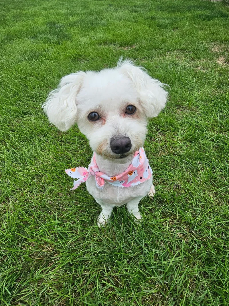 An adult small-sized female Poodle dog named Sweetie for adoption in Cedar Rapids, IA
