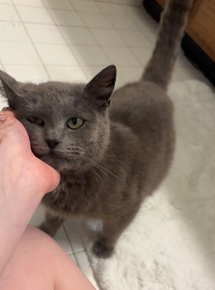 An adult medium-sized female Domestic Short Hair cat named Asha for adoption in Ferndale, MI