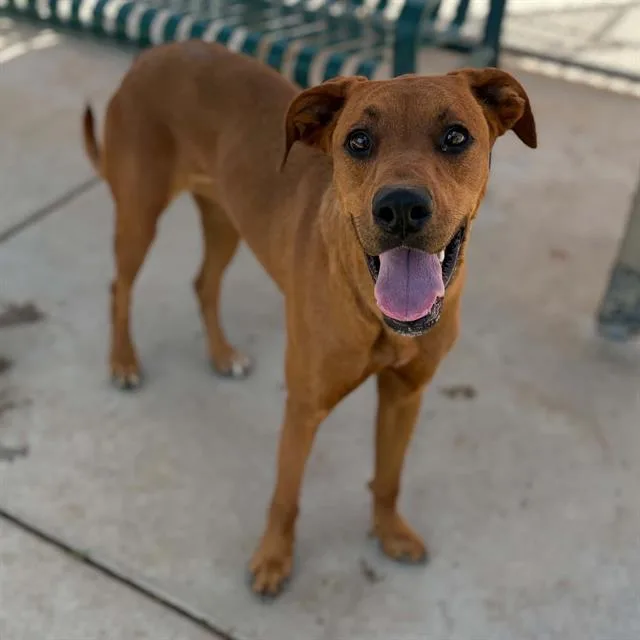 Ziva