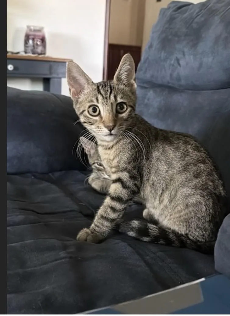 A baby medium-sized male Domestic Short Hair cat named Peter for adoption in York, PA