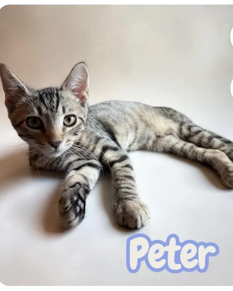 Peter thumbnail 3