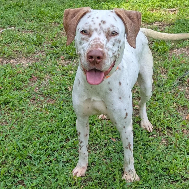 An adult medium-sized female White / Cream Dalmatian dog named Aislinn for adoption in Charlottesville, VA