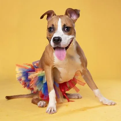 An adult medium-sized female Mixed Breed dog named Mirabel for adoption in Atlanta, GA