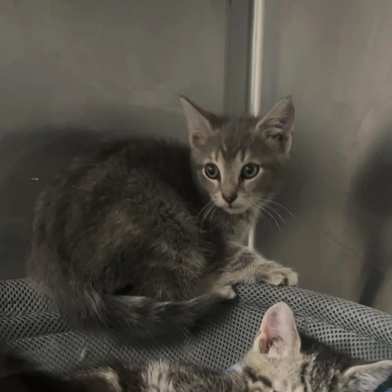 A young small-sized male Gray / Blue / Silver Domestic Short Hair cat named Elwood for adoption in Manheim, PA