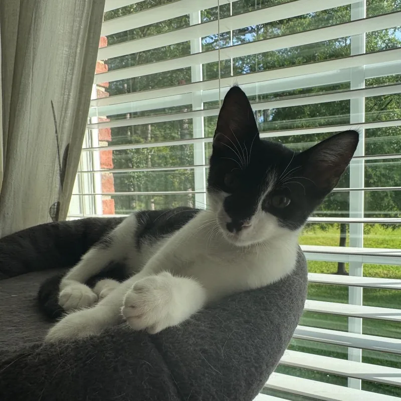 ABVLStray Lily