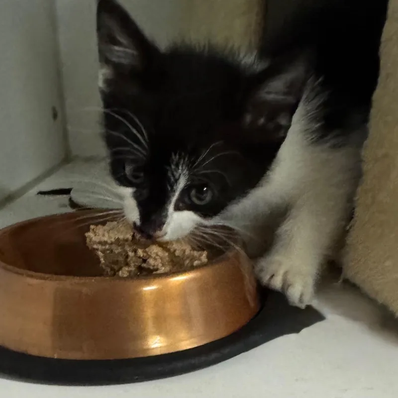 ABVLStray Lily thumbnail 2
