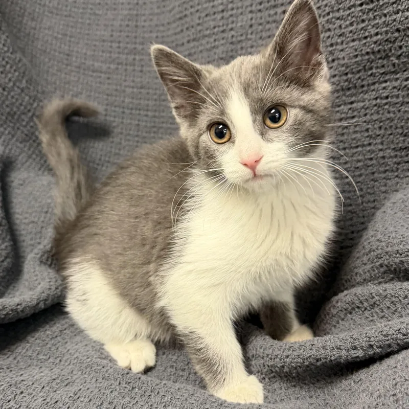 A baby medium-sized male Gray & White Domestic Short Hair cat named Dougie for adoption in Latrobe, PA