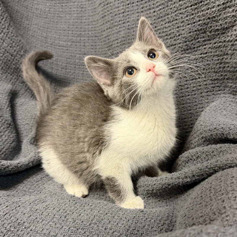 Dougie thumbnail 3