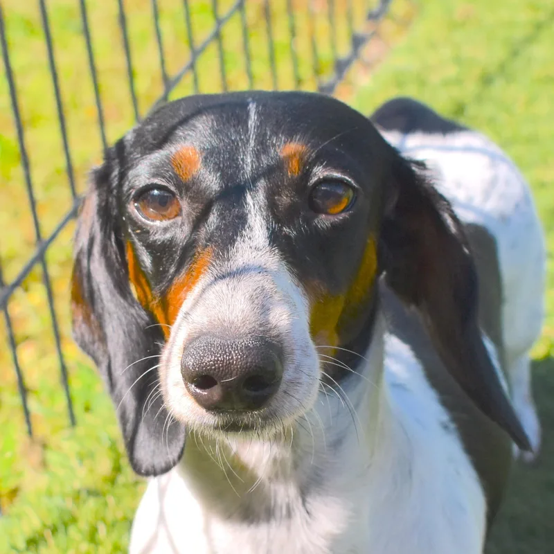 A young small-sized female Dachshund dog named Blaziken for adoption in Auburn, NE
