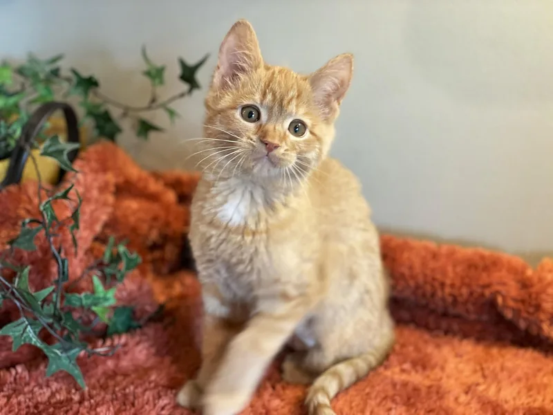 A baby medium-sized female Tabby (Orange / Red) Tabby cat named Harley for adoption in Taylor, MI