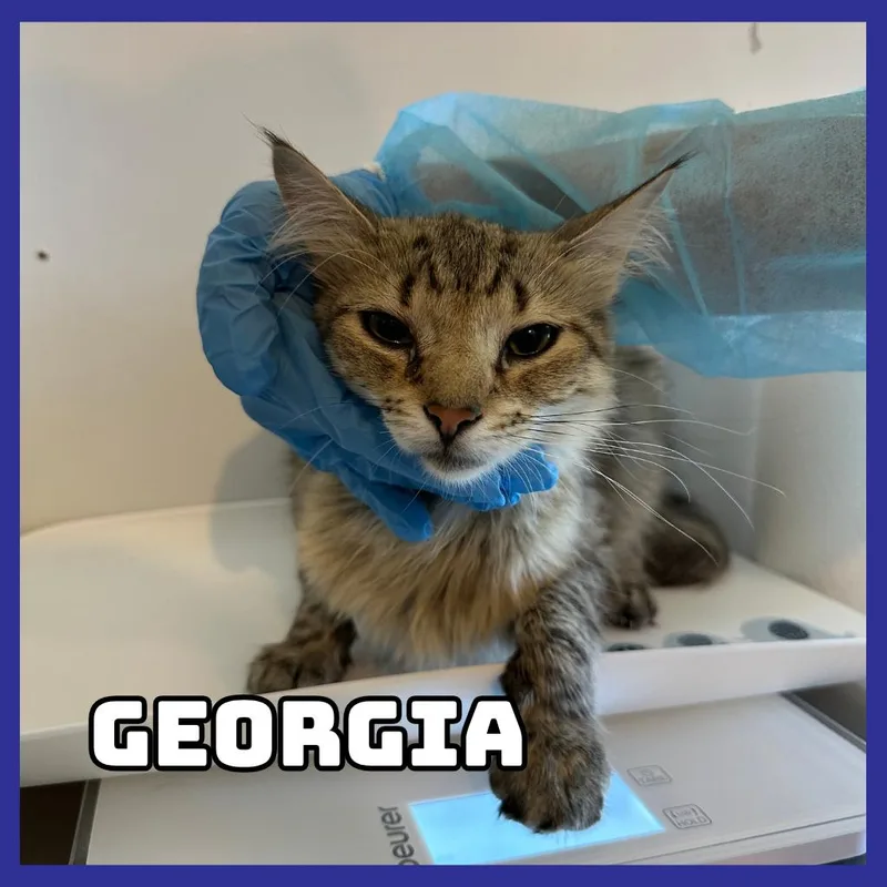 A young medium-sized female Buff / Tan / Fawn Domestic Long Hair cat named Georgia for adoption in Glenwood, MN