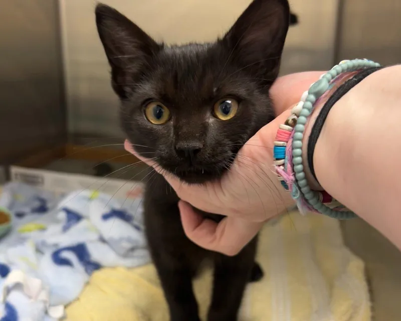 A baby small-sized male Black Domestic Short Hair cat named Henry for adoption in Raleigh, NC