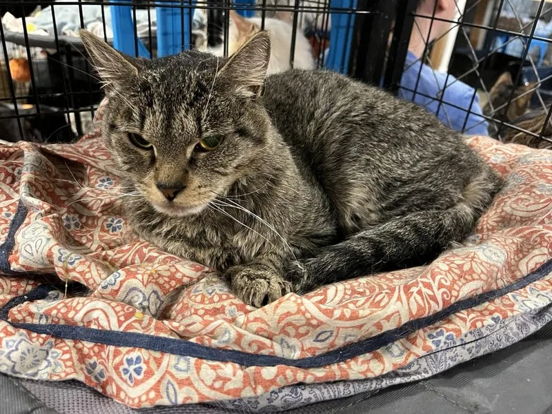 Jelly Roll thumbnail 2