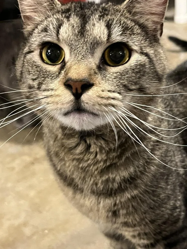 Jelly Roll thumbnail 3