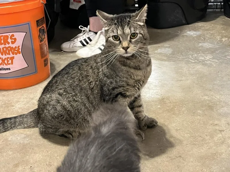 Jelly Roll thumbnail 4