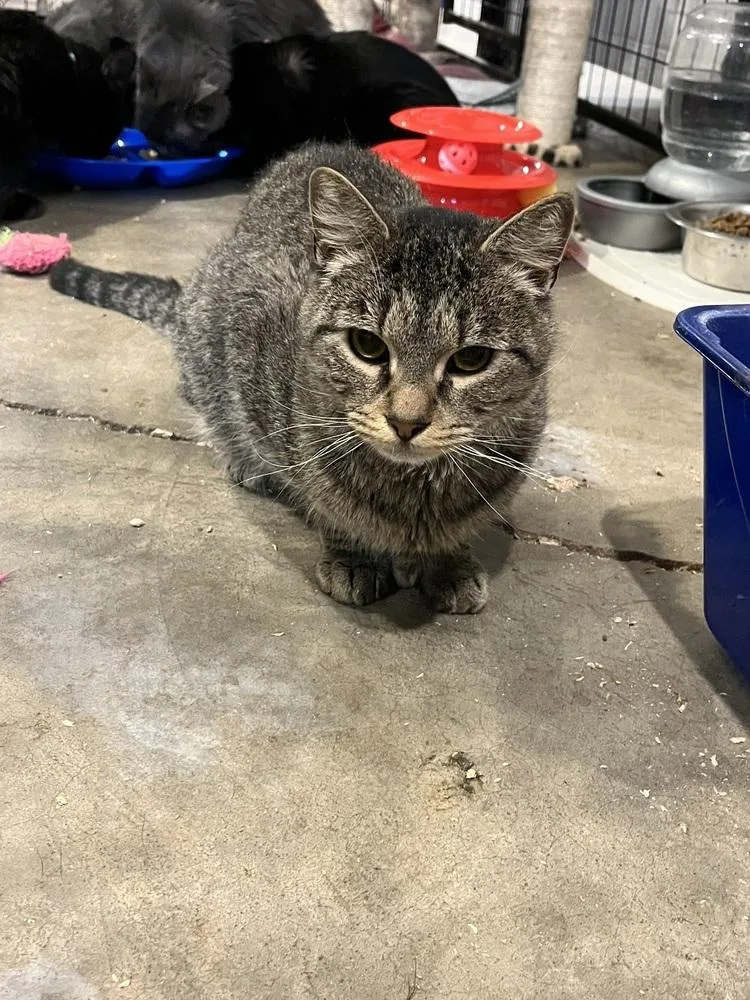 Jelly Roll thumbnail 5