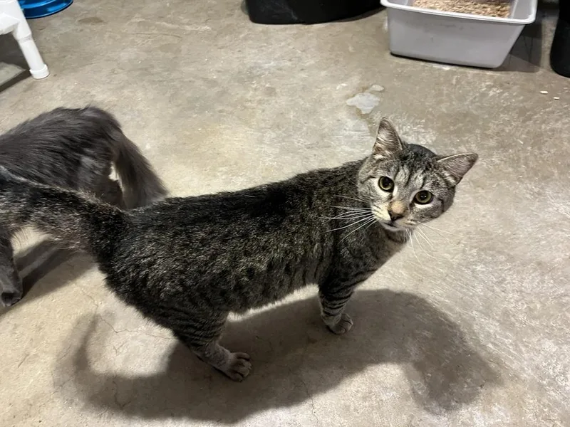 Jelly Roll thumbnail 6