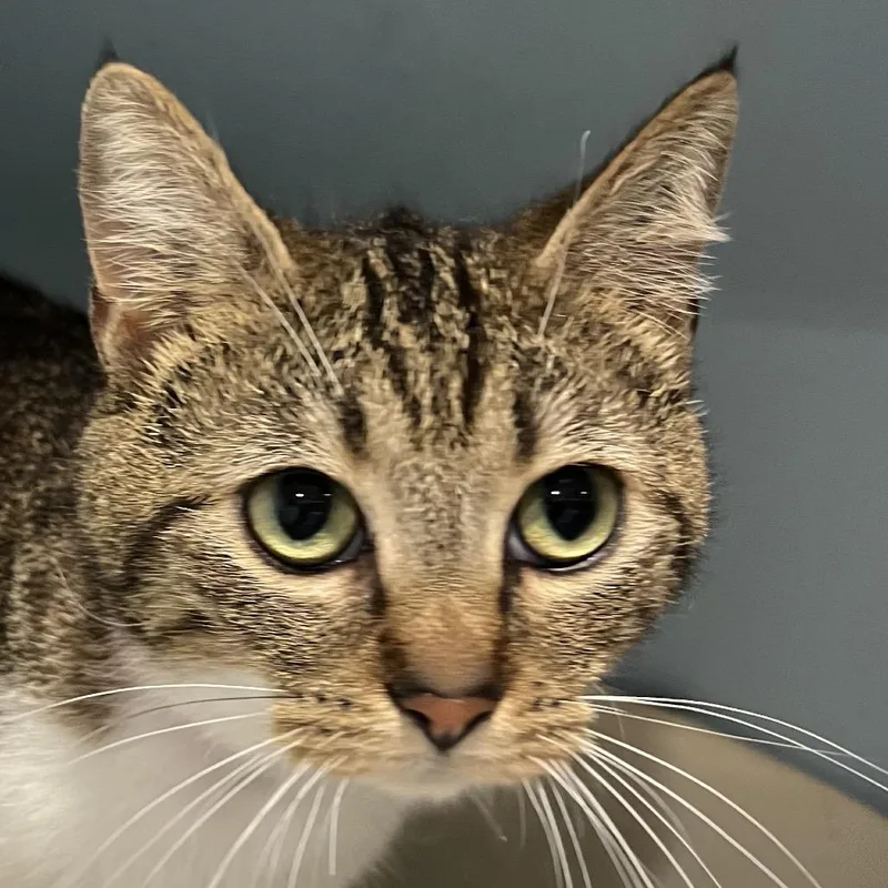 An adult medium-sized female Brown / Chocolate Domestic Short Hair cat named Pegasus for adoption in Chattanooga, TN
