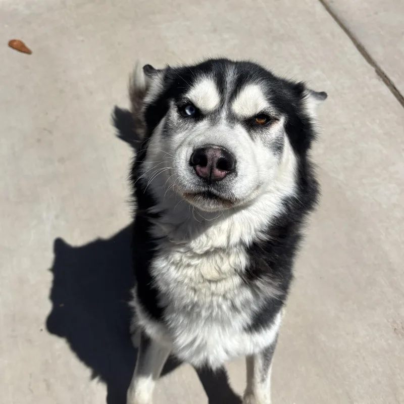 Diego