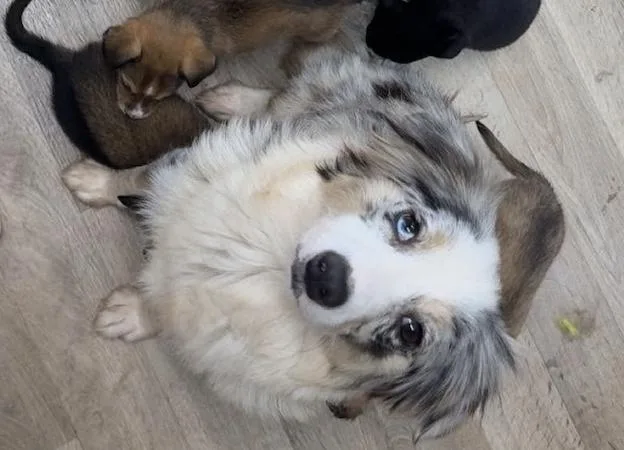 A young medium-sized female Australian Shepherd dog named Trinity East for adoption in Arlington, TX