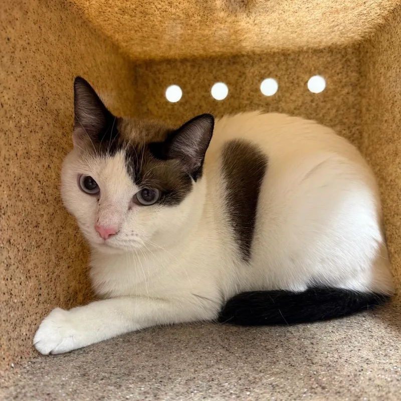 An adult large-sized female Domestic Short Hair cat named Artemis for adoption in Reno, NV