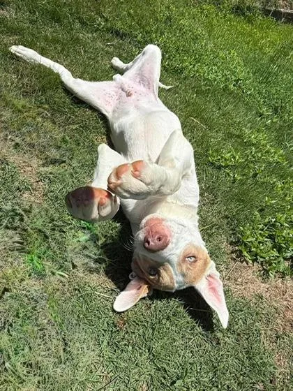 A baby large-sized male Great Dane dog named Rhoads for adoption in Malvern, PA