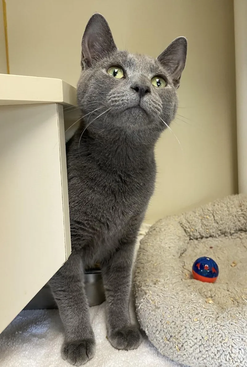 An adult medium-sized male Gray / Blue / Silver Domestic Short Hair cat named Macaroni for adoption in Somerset, NJ